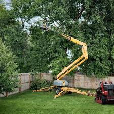 Professional Tree Care Services in Lehighton, PA