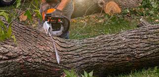 Best Arborist Consultation Services  in Lehighton, PA