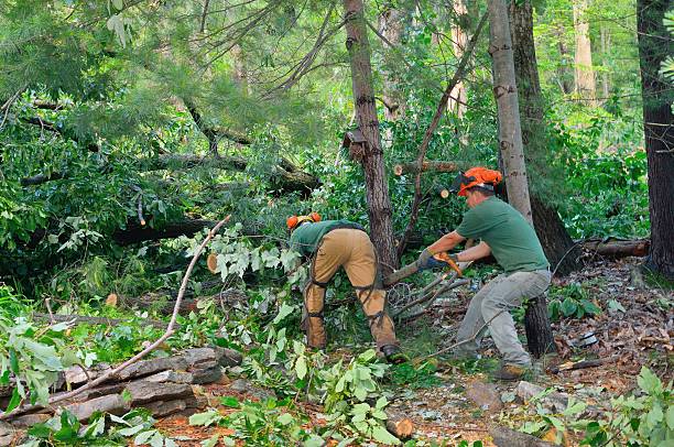 Best Tree Disease Treatment  in Lehighton, PA