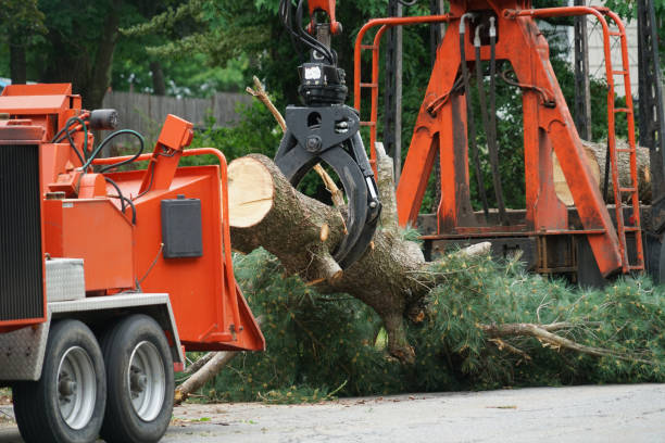 Best Tree Cabling and Bracing  in Lehighton, PA