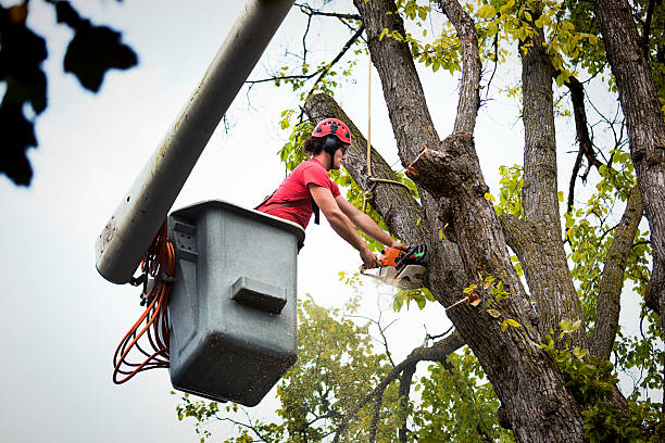 Best Tree Trimming and Pruning  in Lehighton, PA